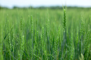 Wheat spikes growing in field outdoors, closeup
