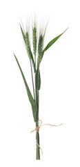 Beautiful green wheat spikes isolated on white