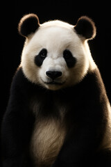 Obraz premium Front-Facing Studio Portrait of a Giant Panda