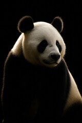 Obraz premium Elegant Side Portrait of a Giant Panda in Studio Lighting