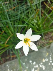 White Rain Lily Blossom: A pristine white rain lily blooms, its delicate petals and bright yellow...