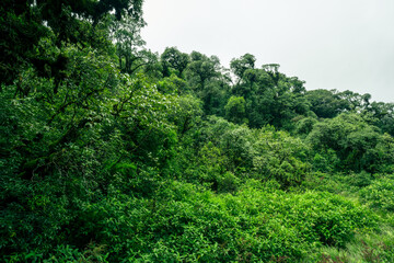 Landscape of tropical peat swamp forest. Natural carbon sink. Climate balance, biodiversity, and...