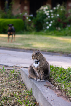 a cat looking back at a dog