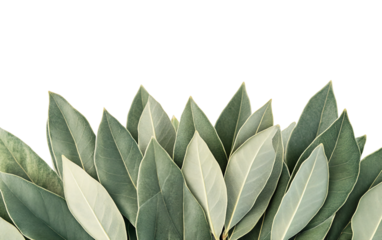 Bay leaves featuring a smooth surface and sharply pointed tips commonly used in culinary and herbal preparations isolated on transparent background PNG