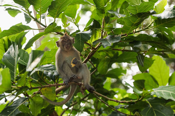 Cute monkey with food on tree branch in forest