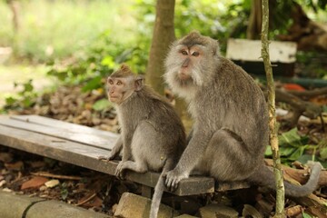 Cute monkeys sitting on wooden bench in park
