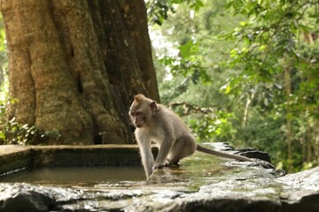 Cute monkey on stone pool in park