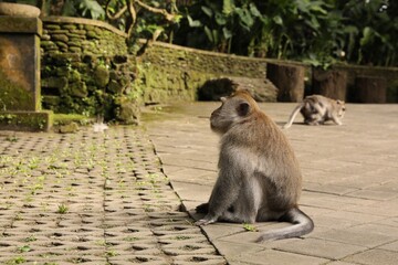 Cute monkeys on pavement in park, selective focus