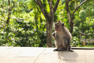 Fototapeta premium Cute monkey sitting on stone tiled surface in park, space for text