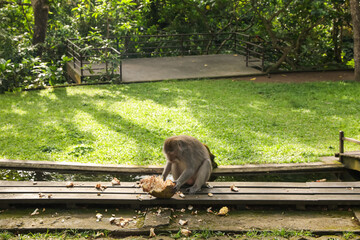 Cute monkey with jackfruit on wooden bench in park