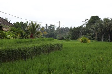 Beautiful view of different plants growing outdoors