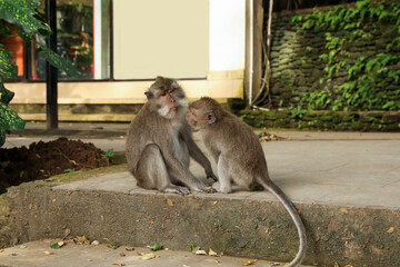 Cute monkeys sitting on concrete surface in park
