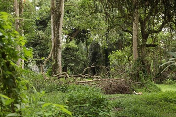 Thicket of lush green. Different wild plants growing outdoors