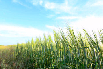 Wheat spikes growing in field under light blue sky, closeup