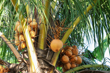 Coconuts growing on palm tree outdoors, low angle view