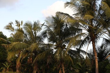 Obraz premium Palm trees with green leaves growing outdoors