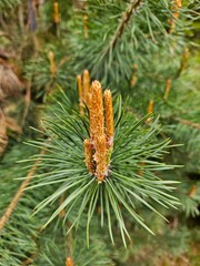 Pine tree with green needles and brown tips is visible in the image. The needles are brown and the...