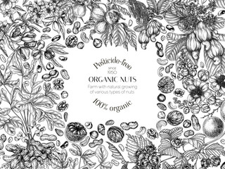 Vector border with branches of nuts. Card template with almonds, hazelnuts, cashews, walnuts, peanut, Brazil nut in engraving style. Growing superfood