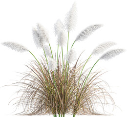 Side view of Pampas grass - Cortaderia Selloana Rosea