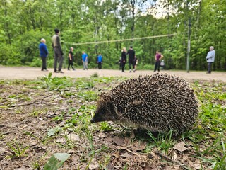 Hedgehog is standing in the grass next to a volleyball net. There are several people in the...