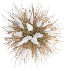 Fototapeta premium Top view of Pampas grass - Cortaderia Selloana Rosea