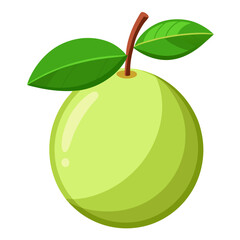 Guava  white background