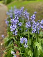 Obraz premium Blooming Bluebells Along Forest Trail in Springtime