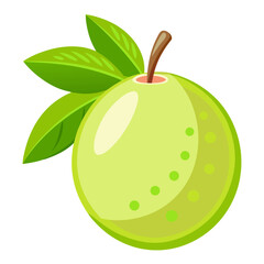 Guava  white background