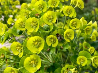 Hoverfly on Euphorbia Flower During Spring