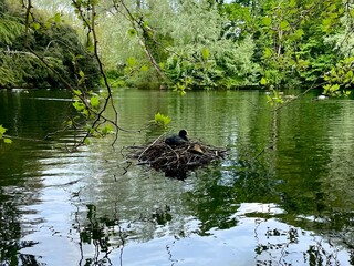 Coot Bird Sitting on Nest in Middle of Lake