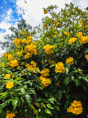 Yellow elder, Yellow trumpet, Trumpet vine flowers, Ginger Thomas. Tecoma stans or yellow bell blooming with nature background. Beautiful yellow flowers blossom with green leaves. Nature wallpaper.