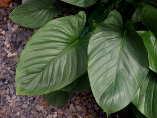 green and silver plant decorate garden