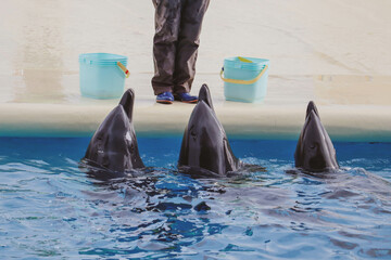 Trained Dolphins Performing Tail-Up Trick with Trainer at Aquarium Show