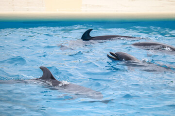 Playful Dolphins Swimming in Clear Blue Water at Marine Park