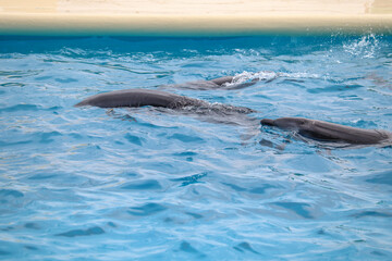 Playful Dolphins Swimming in Clear Blue Water at Marine Park