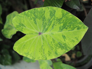 green and silver plant decorate garden