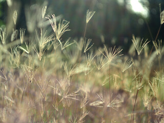 dry grass with bokeh and sunlight soft focus