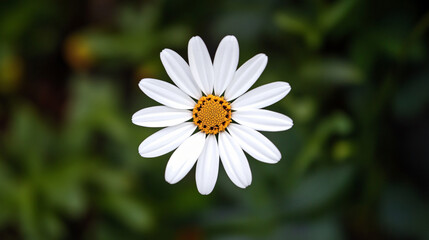 Fototapeta premium An Enchanting View of a Pure White Flower Captured from Above Showcasing Nature's Intricate Beauty and the Delicate Wonders of Floral Life