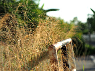 dry grass with bokeh and sunlight soft focus