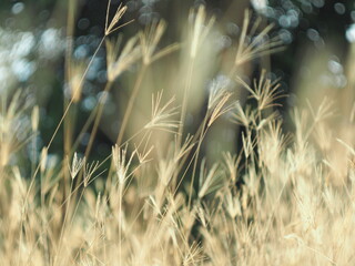 dry grass with bokeh and sunlight soft focus