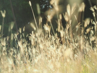 dry grass with bokeh and sunlight soft focus