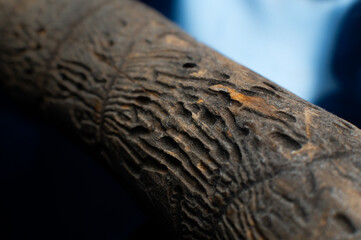 macro shot of a wooden stick eaten by insects, grooves along the trunk. traces of destruction...