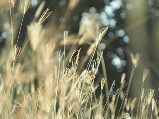 dry grass with bokeh and sunlight soft focus
