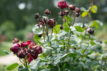 Roses in various stages of drying adorn a garden with rich green foliage in the background. The scene captures the transition of blooms at a serene outdoor location
