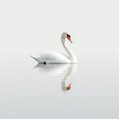 Obraz premium swan on the water