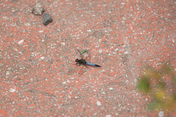 A dragonfly with vivid blue wings rests on an orange stone surface, surrounded by small rocks and a green plant in a sunny garden setting