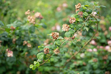 Vibrant flowers with wilting patches are seen growing among lush green leaves in a garden setting during spring. The mix of healthy and decaying blooms reflects the cycle of nature