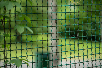 A green mesh fence stands between nature and urban space, with soft daylight highlighting the lush...
