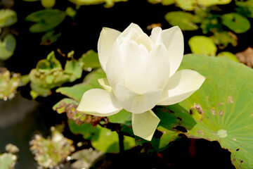 Blooming white lotus flower in the swamp in the morning. Beautiful fresh white lotus blooming in...