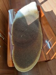 Natural honeycomb structure on wooden chair in sunlight